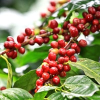 Красные плоды кофейного дерева арабика