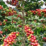 Плоды кофейного дерева Робуста
