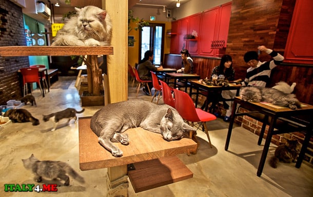 кошачье кафе Япония