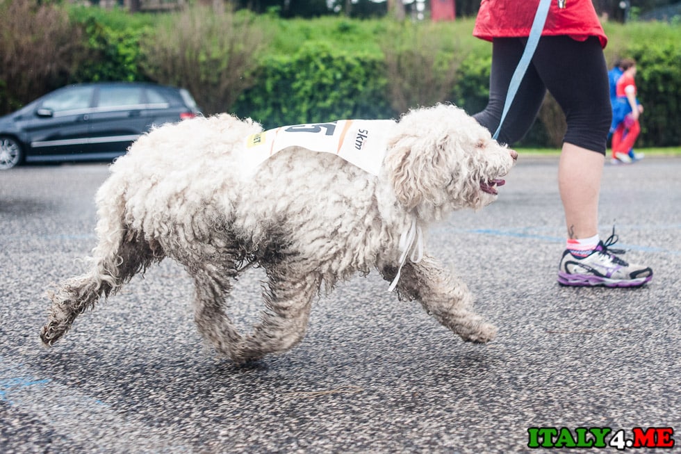 собака марафон Рим