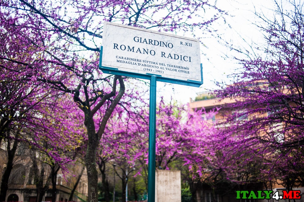 март Рим весеннее цветение деревьев