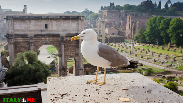 Римский Форум чайка