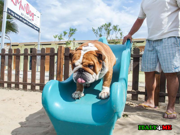 пляж-для-собак-Римини-1