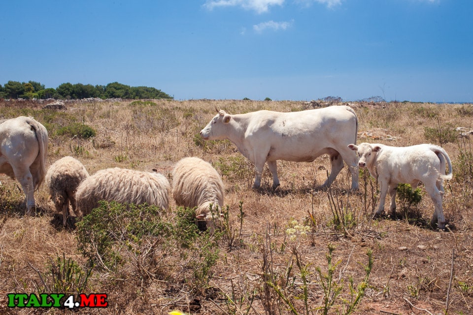 стада коров и овец Остров Фавиньяна