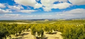 цены оливковое масло