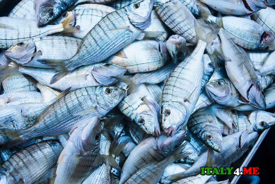 1 22 рыба. Рыба Сицилия. Сицилия рыба на рынке. Асицилии рыбки. Катания рыбный рынок.