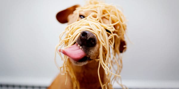 собака есть итальянскую пасту