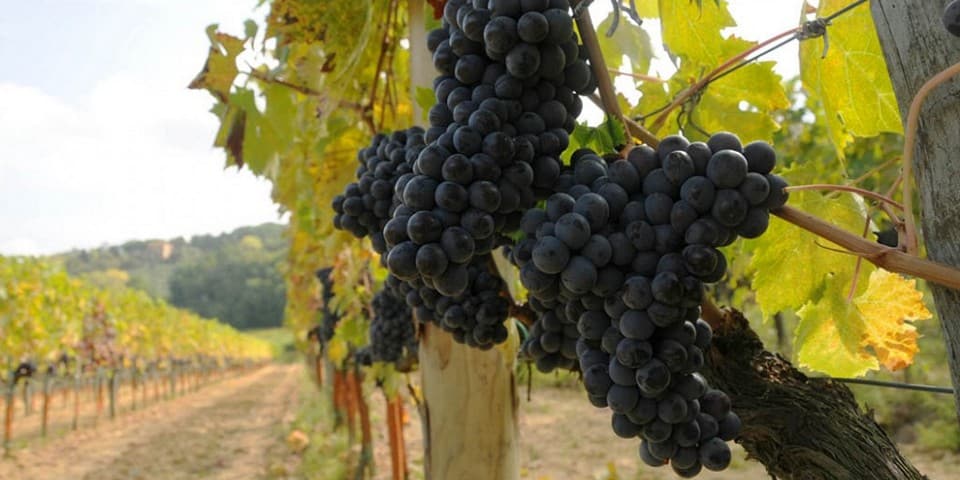 виноград сорта Монтепульчано