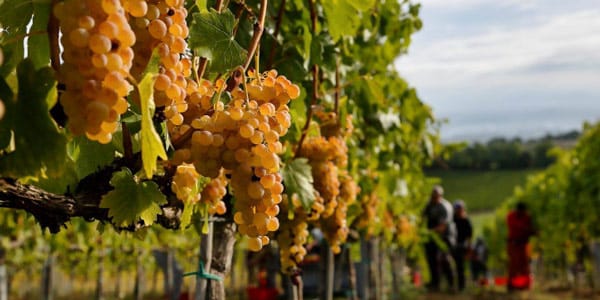 виноград Верначча ди Сан-Джиминьяно