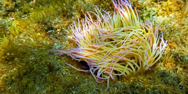 морской анемон Anemonia sulcata в заповеднике Зингаро на Сицилии