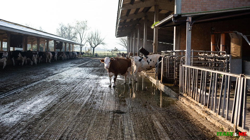Стадо коров на производстве Пармезана в Италии