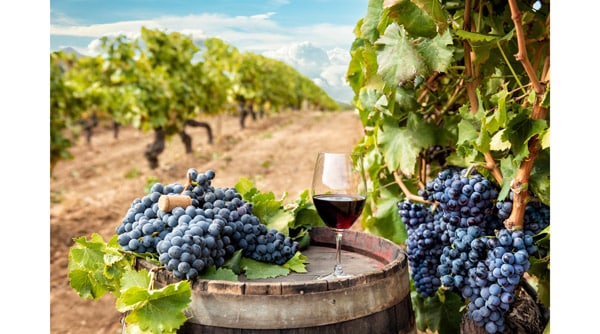 гранатово-красное вино Каннонау традиционное на острове Сардиния
